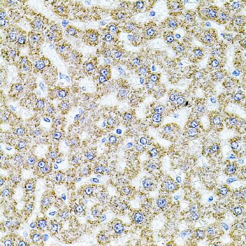 Immunohistochemistry of paraffin-embedded Rat liver using ALDH1A1 Polyclonal Antibody at dilution of  1:100 (40x lens).