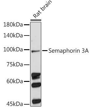 Western blot analysis of extracts of Rat brain using Semaphorin 3A Polyclonal Antibody at 1:500 dilution.