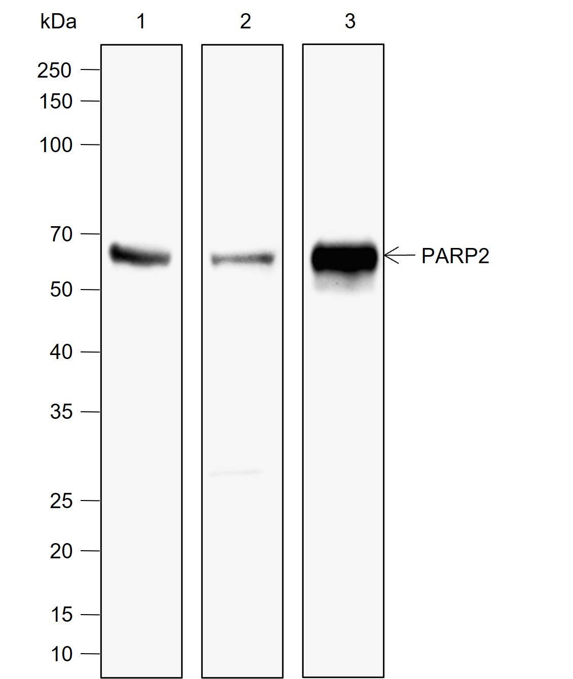 Recombinant PARP2 Monoclonal Antibody-searchlist-1