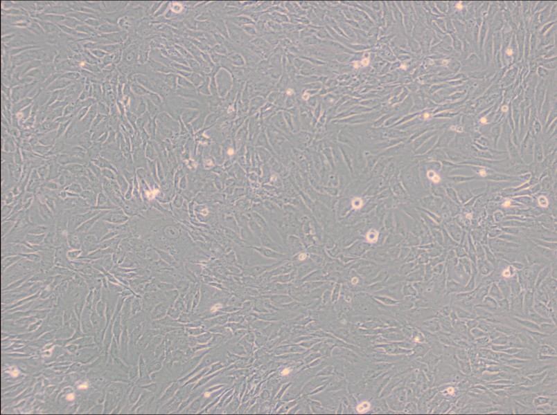 SW 982 [SW-982, SW982] (L15) Cell Complete Medium - 2