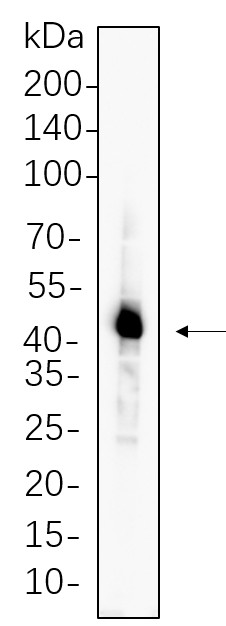 Recombinant Caspase-1 Monoclonal Antibody-searchlist-1