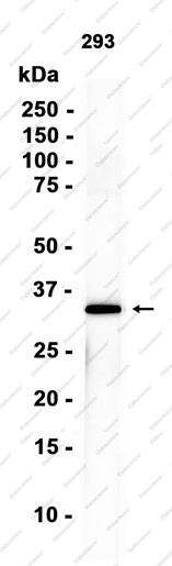 Recombinant RPS3 Monoclonal Antibody - 1