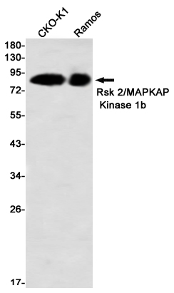 Western blot detection of Rsk 2/MAPKAP Kinase 1b in CHO-K1, Ramos using Rsk 2/MAPKAP Kinase 1b Rabbit mAb (1:1000 diluted)