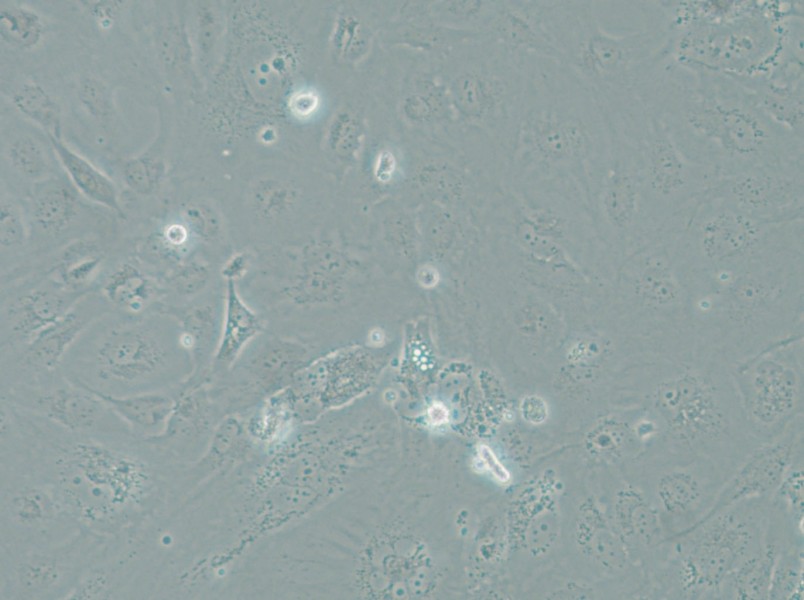 SRA01/04 Cell Complete Medium - 4