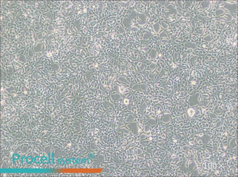 293 [HEK-293] Cell Complete Medium - 2