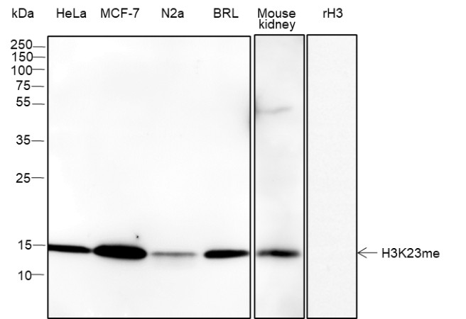 Recombinant Histone H3 (Mono Methyl Lys23) Monoclonal Antibody-searchlist-1