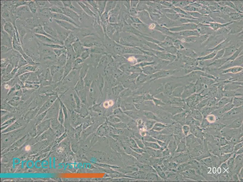 SW 982 [SW-982, SW982] (L15) Cell Complete Medium - 5