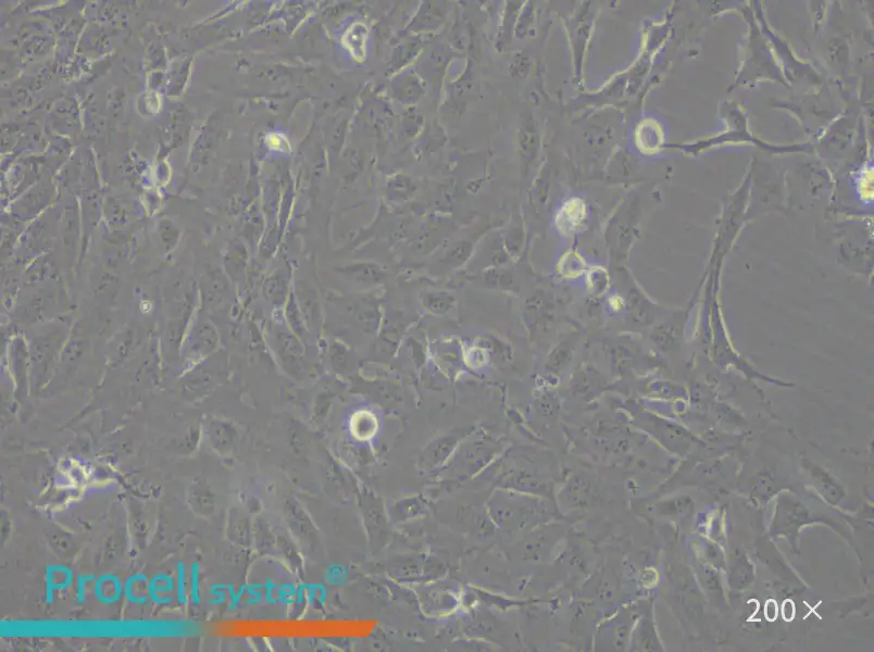 12Z Cell Complete Medium - small - 4