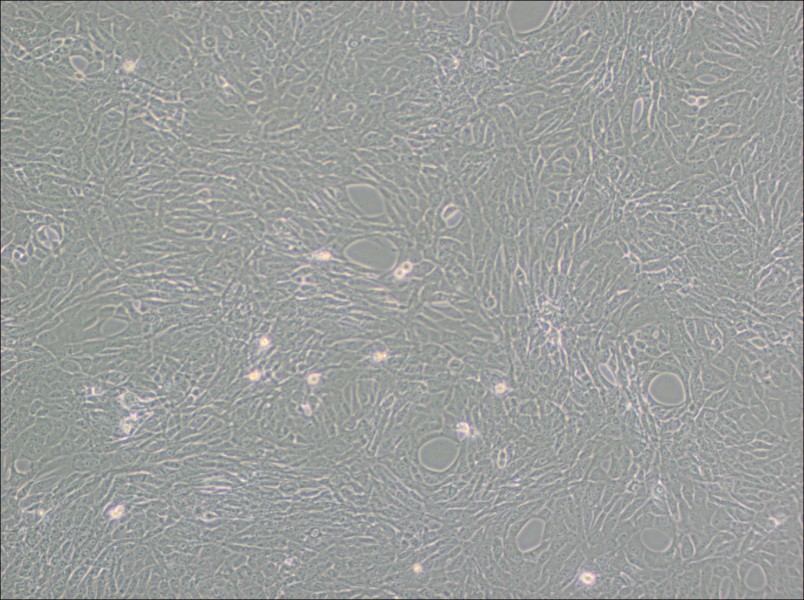 GC-1 spg Cell Complete MediumGC-1 spg Cell Complete Medium - 3