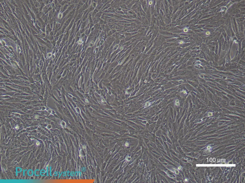 Rabbit Bone Marrow Mesenchymal Stem Cell Complete Medium - 2