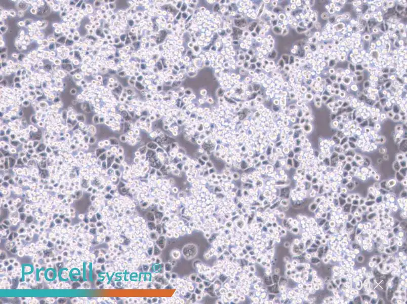 MDA-kb2 (DMEM) Cell Complete MediumMDA-kb2 (DMEM) Cell Complete Medium - 3