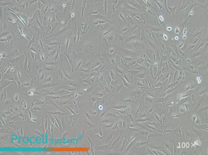 JHH-6 Cell Complete MediumJHH-6 Cell Complete Medium - 3