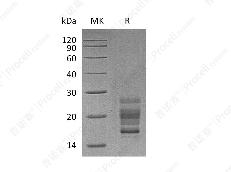https://789.bio/ec/KG0VSR