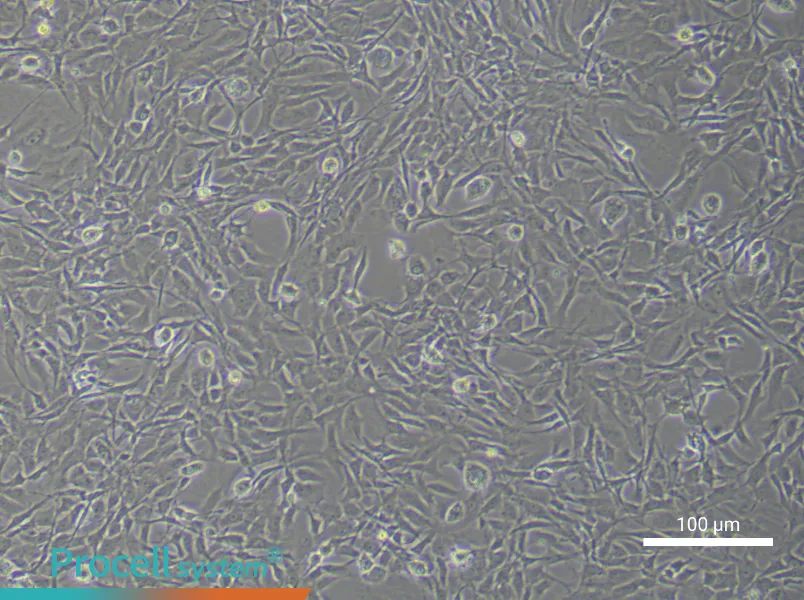 Rat Chondrocyte Complete Medium - 1