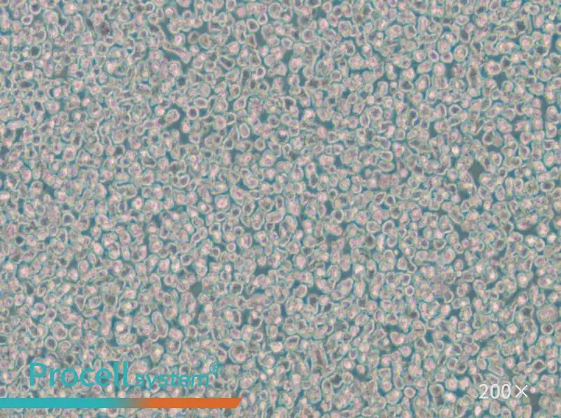 OPM2 Cell Complete Medium - 4