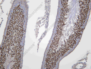 Recombinant PTTG1 Monoclonal Antibody - 4