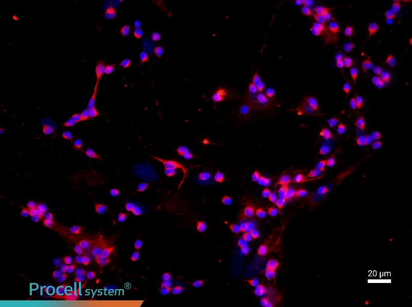 Mouse Retinal Ganglion Cell Complete Medium - 2