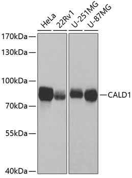 Western blot analysis of extracts of various cell lines using CALD1 Polyclonal Antibody at 1:1000 dilution.