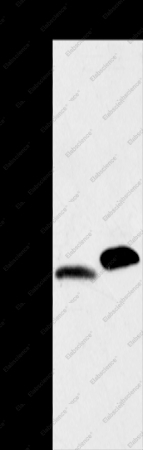 MYL2 Polyclonal Antibody - 1