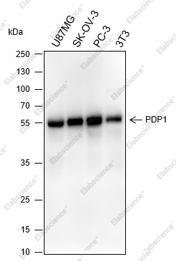 Recombinant PDP1 Monoclonal Antibody - 1