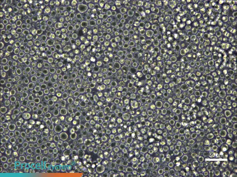 W6/32 Cell Complete Medium - 6