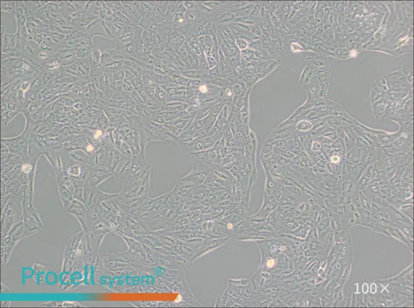 A549-TAX Cell Complete Medium - 3