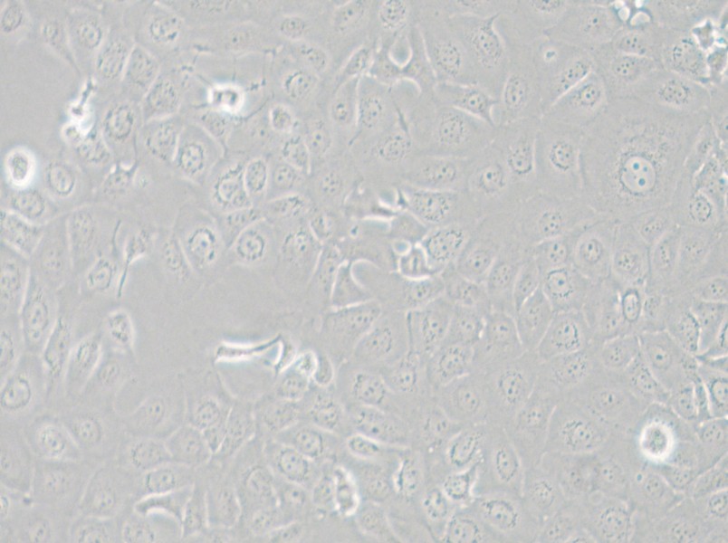 HCE-T Cell Complete Medium - 6