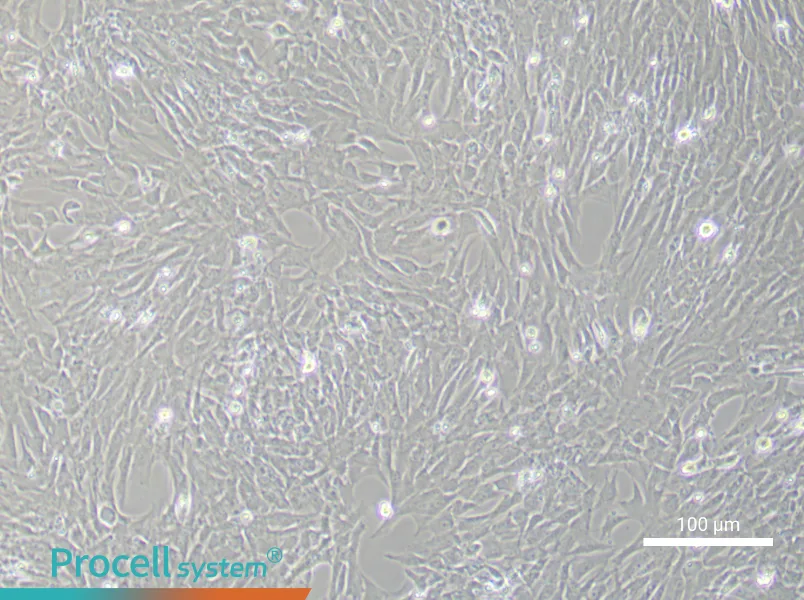 Rat Oral Mucosal Fibroblast Complete Medium - 3