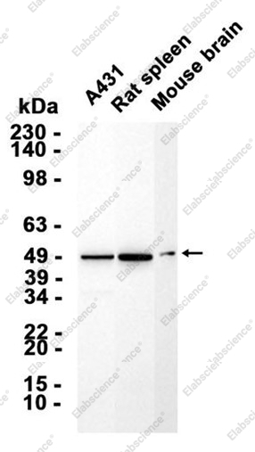 Recombinant HAPLN1 Monoclonal Antibody - 1