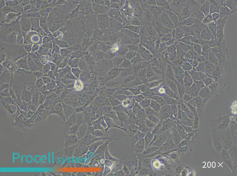 PK-59 Cell Complete Medium - 4