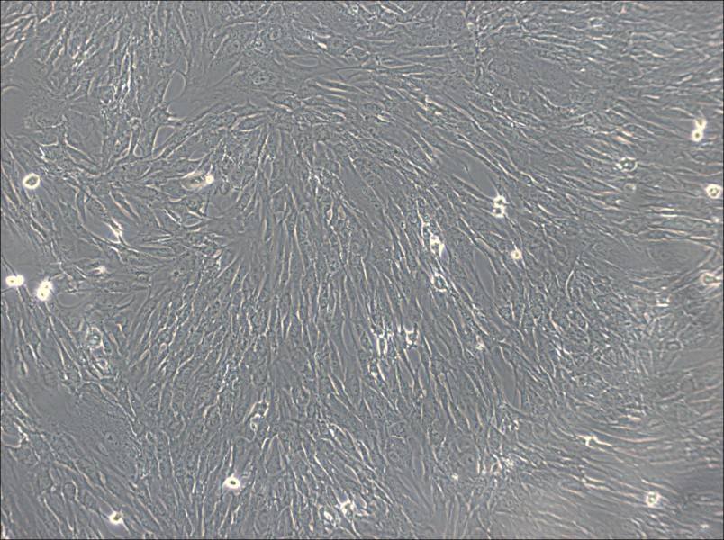 hTERT-HPNE Cell Complete Medium - 2