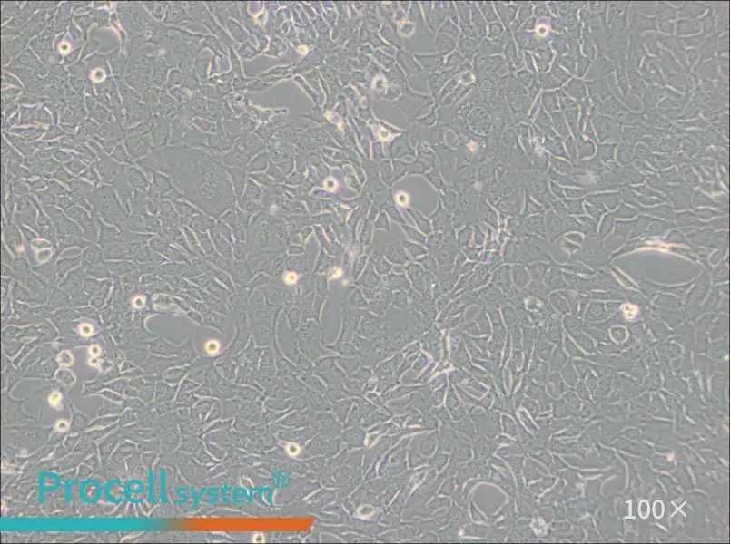C127 [C-127] Cell Complete Medium - 2