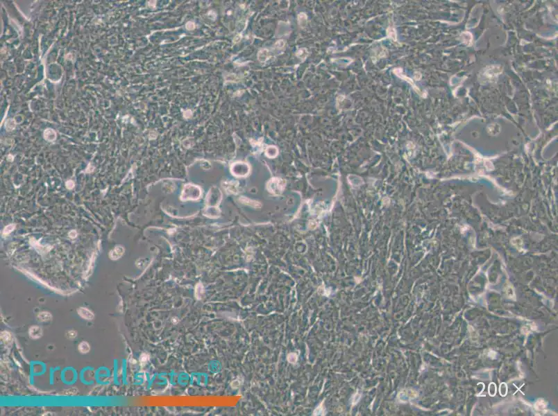 IM95m Cell Complete Medium - 6