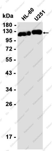 Recombinant HNRNPUL1 Monoclonal Antibody - 1