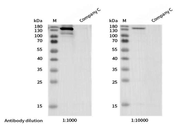 Recombinant Phospho-PLCγ1 (Tyr783) Monoclonal Antibody - small - 2