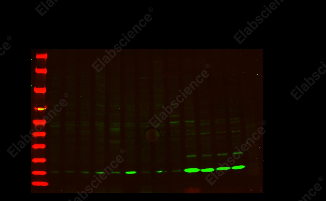 Recombinant Phospho-Histone H2A.X (Ser139) Monoclonal Antibody - 1