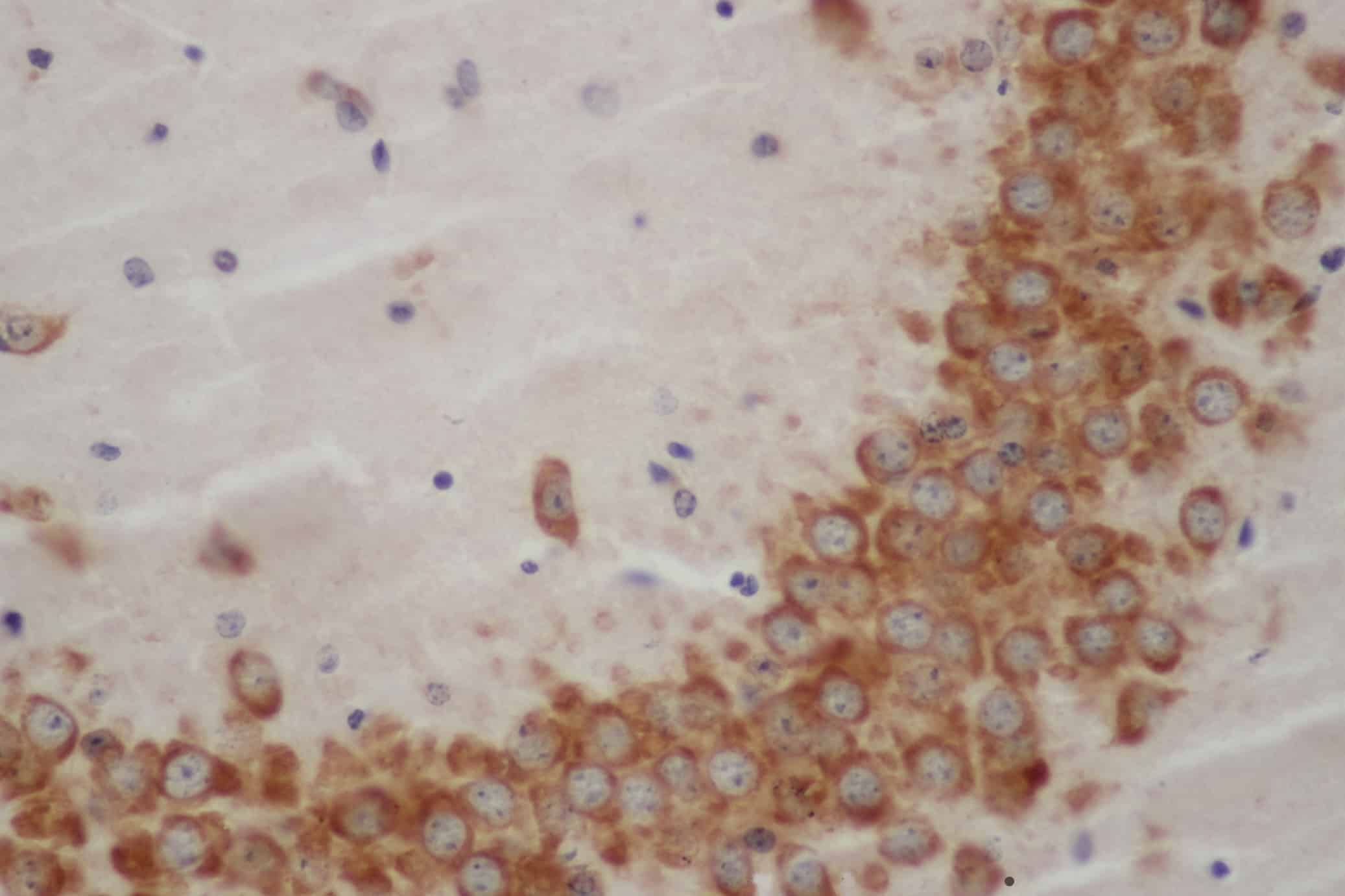 Immunohistochemistry of paraffin-embedded Mouse brain using WNT1 Polyclonal Antibody at dilution of 1:50