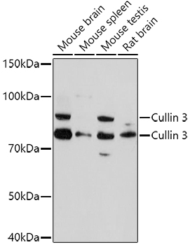 Western blot analysis of extracts of various cell lines using Cullin 3 Polyclonal Antibody at 1:1000 dilution.