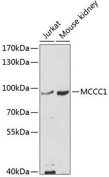 Western blot analysis of extracts of various cell lines using MCCC1 Polyclonal Antibody at dilution of 1:1000.