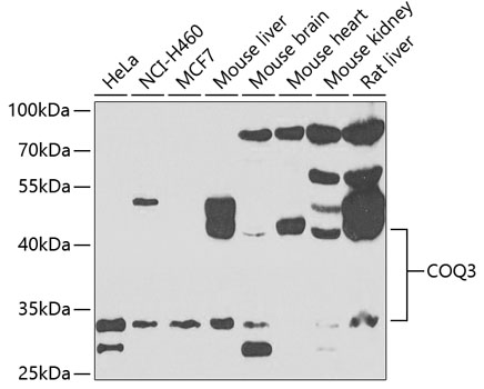 Western blot analysis of extracts of various cell lines using COQ3 Polyclonal Antibody at 1:1000 dilution.