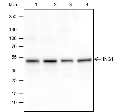 Recombinant ING1 Monoclonal Antibody-searchlist-1