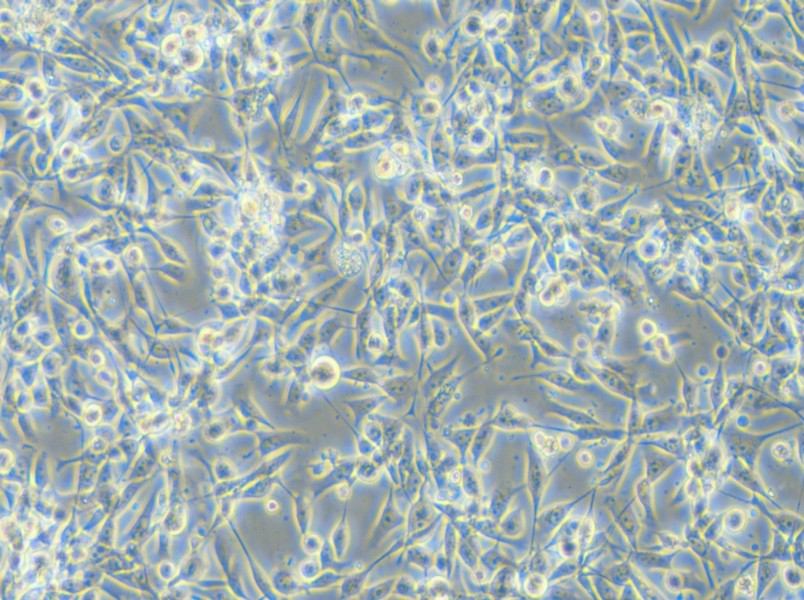 EBC-1 Cell Complete Medium - 6