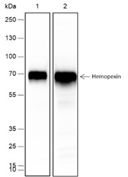 Recombinant Hemopexin Monoclonal Antibody-searchlist-1