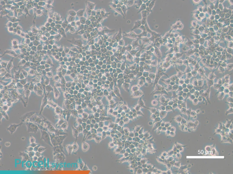 266-6 Cell Complete Medium - 5