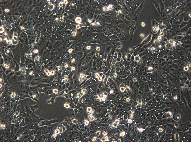 SNU-C5 Cell Complete Medium - 4