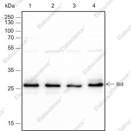 Recombinant Bid Monoclonal Antibody - 1