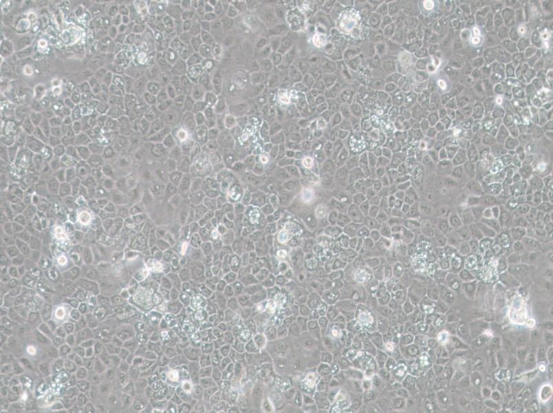 SCC-25 [SCC 25; SCC25] Cell Complete Medium-searchlist-1