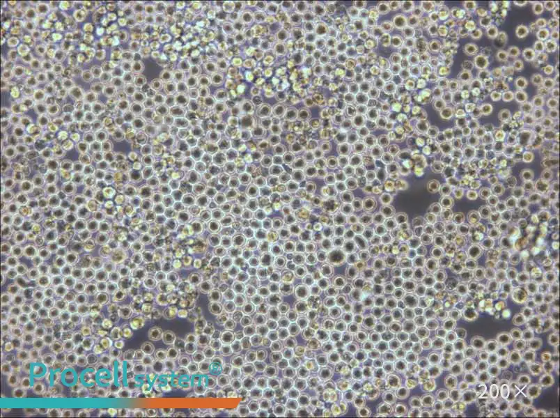 PK136 Cell Complete MediumPK136 Cell Complete Medium - 3