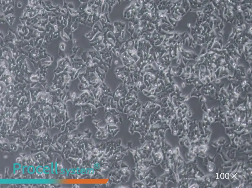 LS180 Cell Complete MediumLS180 Cell Complete Medium - 2