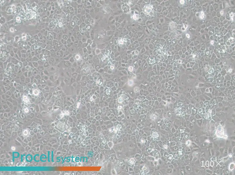 SCC-25 [SCC 25; SCC25] Cell Complete Medium - 1